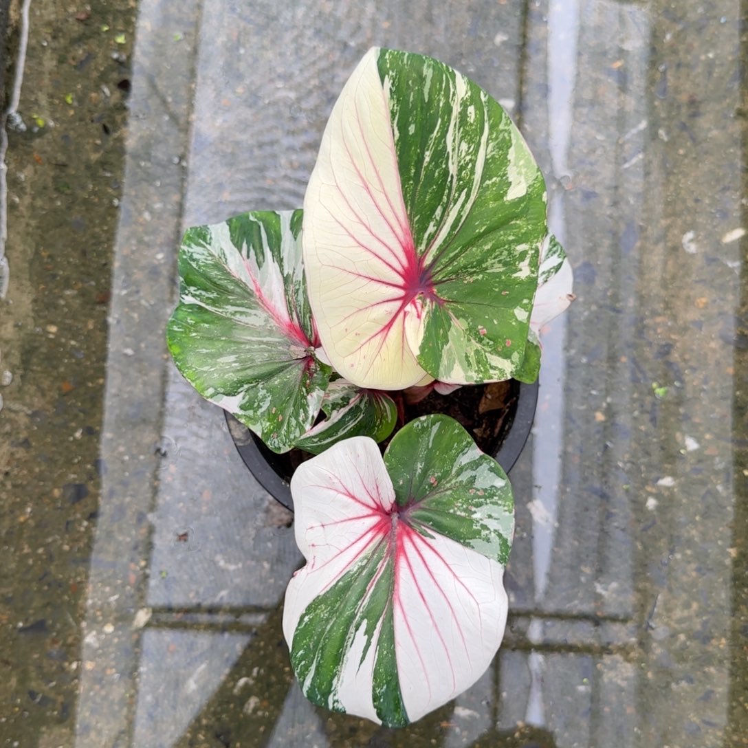 8-0921泰国发货狮子座