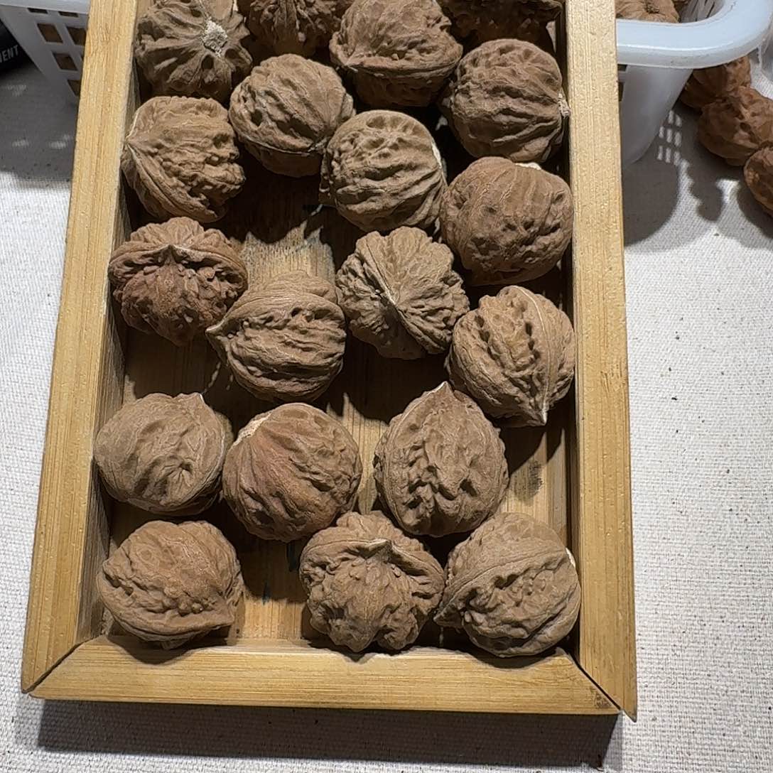 核桃手串/手链10号边27手持