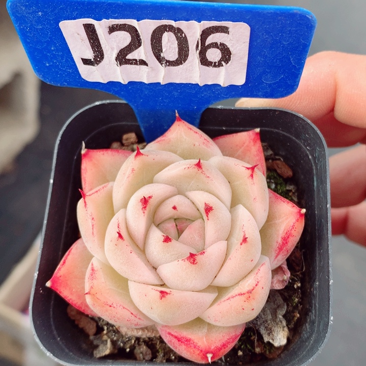 麦秆5.5cm多肉植物