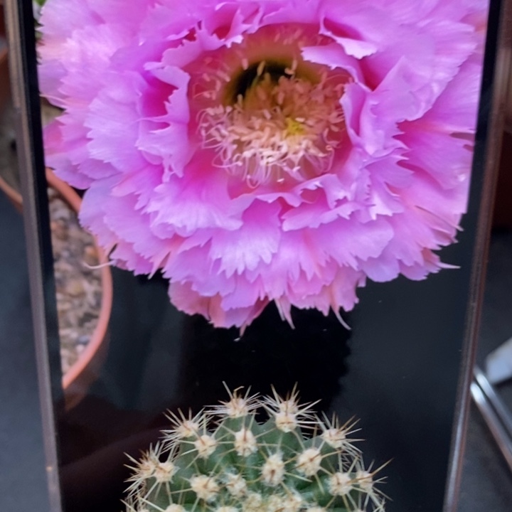 香香粉羽毛侧芽3.5公分左右