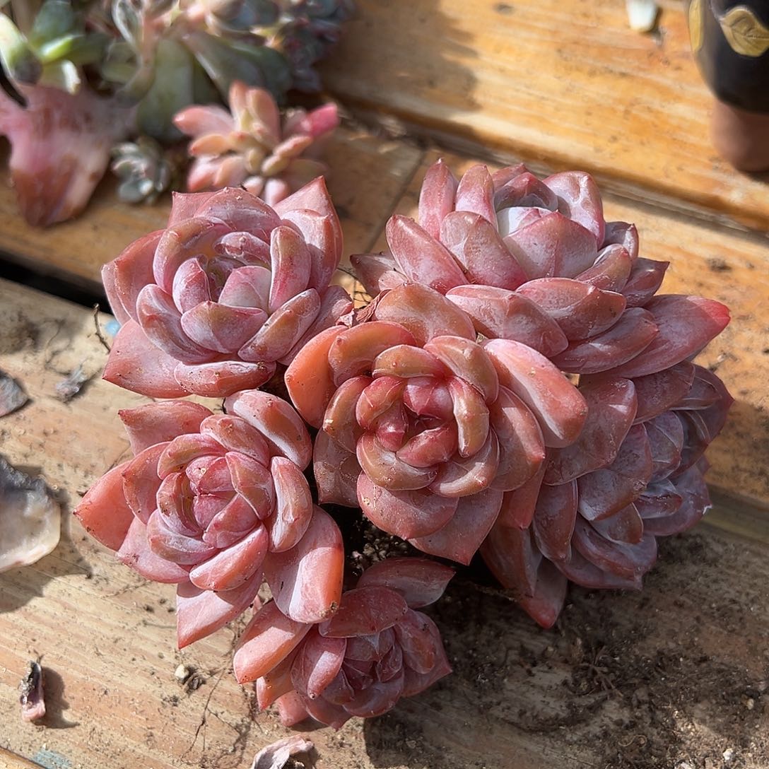 蒲***青青青专拍韩橙群生