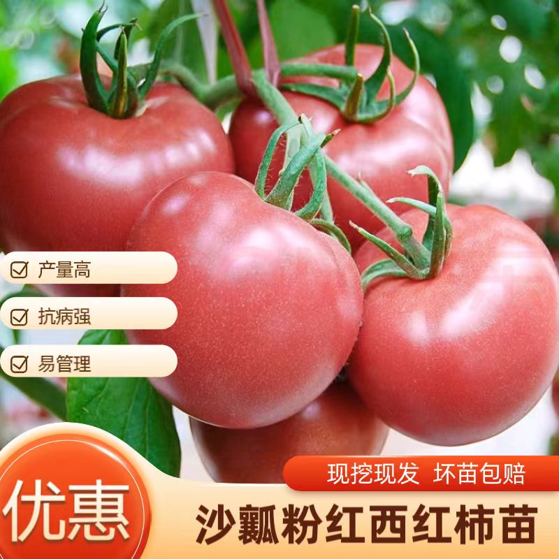 大西红柿粉红西红柿沙瓤番茄西红柿带土穴盘秧苗蔬菜秧苗庭院种植