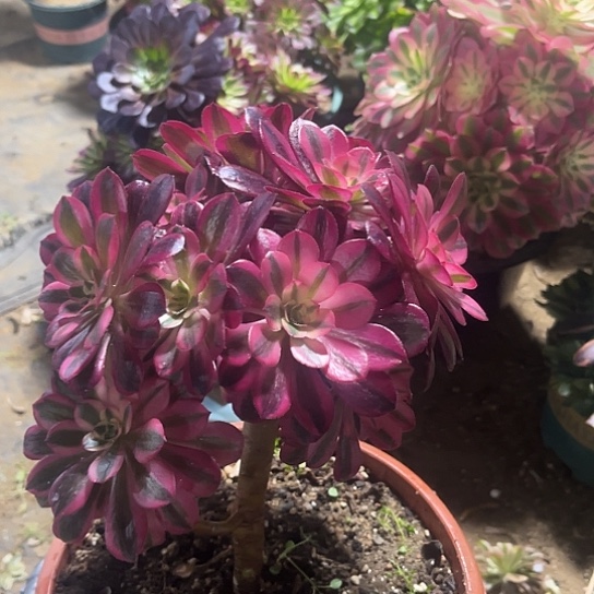 美度沙25号法师精品