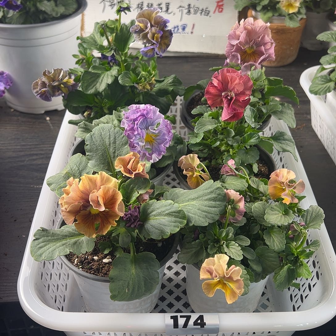 大部分花苞少量开放174号