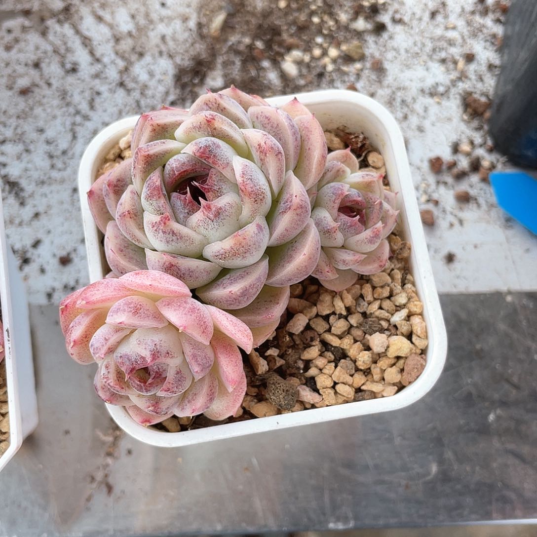 蜜**果优选糖心精品921