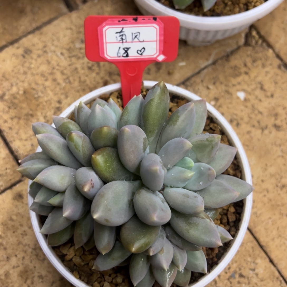 南***意南风68、                