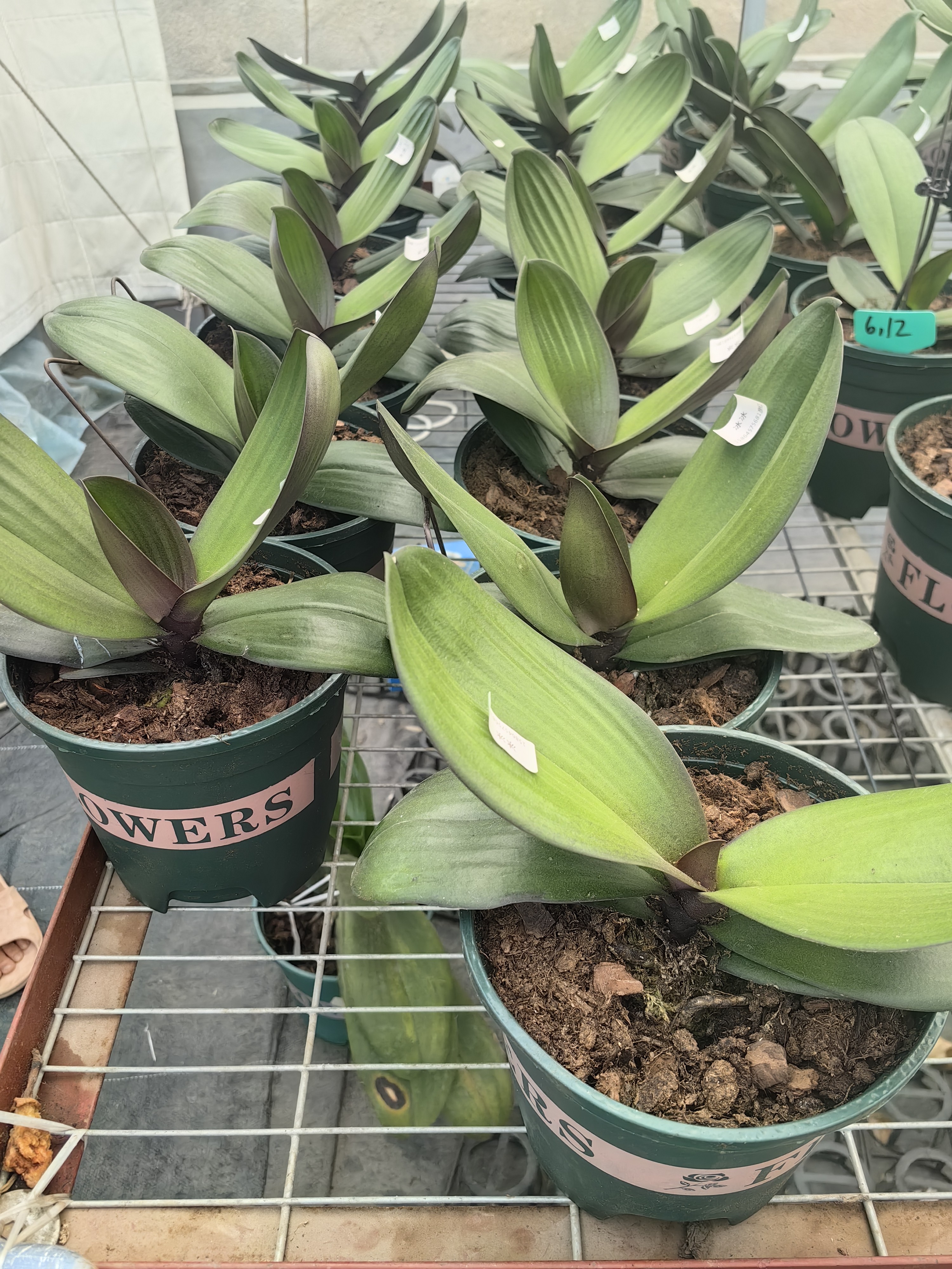 蝴蝶兰-塞冰冰大盆（有锯齿叶）