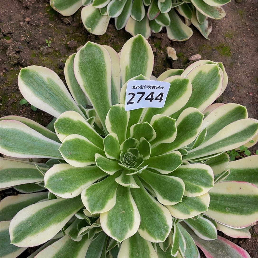 2744白凤多肉植物