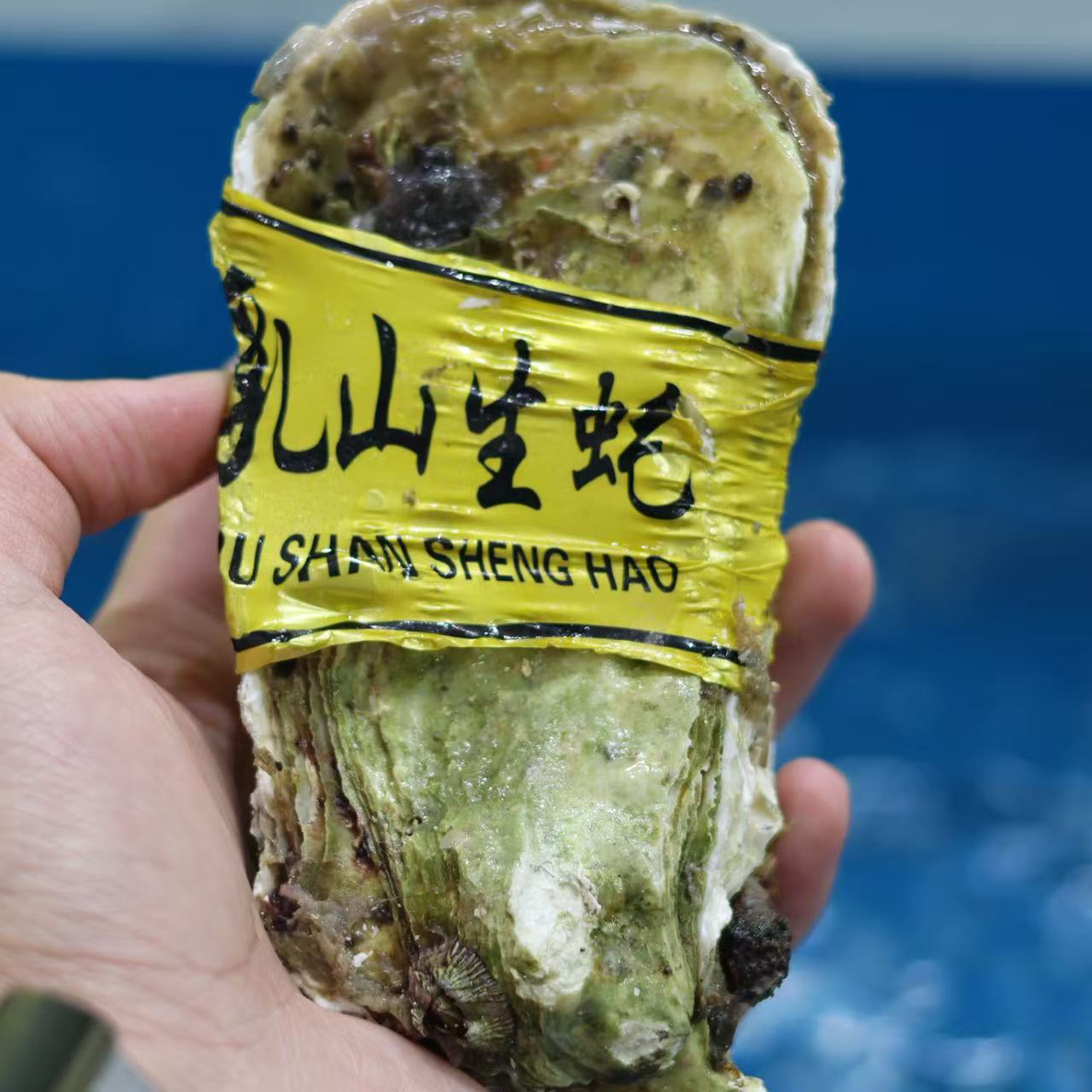 乳山生蚝5+西宁水产批发送货上门
