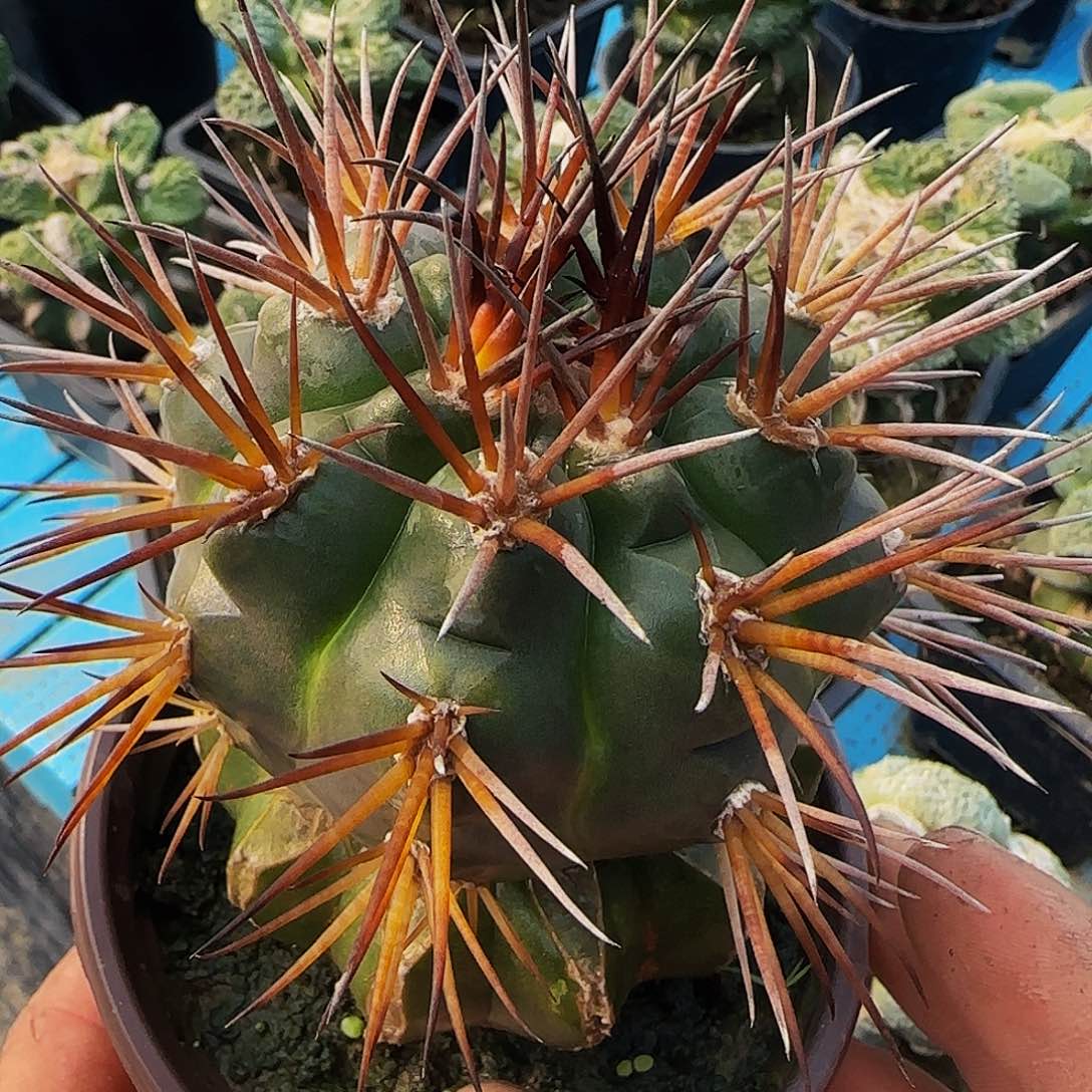 守金摩天龙869仙人球