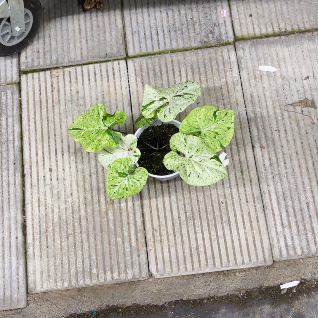 静***.无花朵           517薄荷糖不包售后
