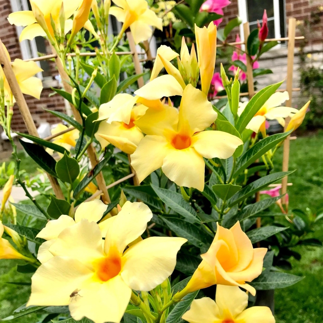 杏色飘香藤盆栽多年生爬藤植物阳台庭院易爆花易养护