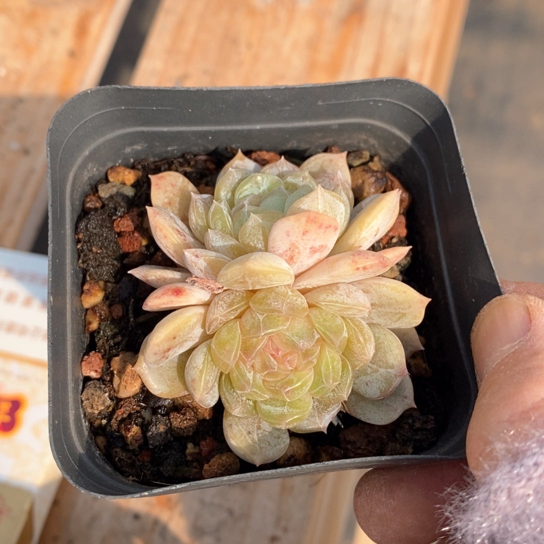 精品多肉一物一拍不包整170