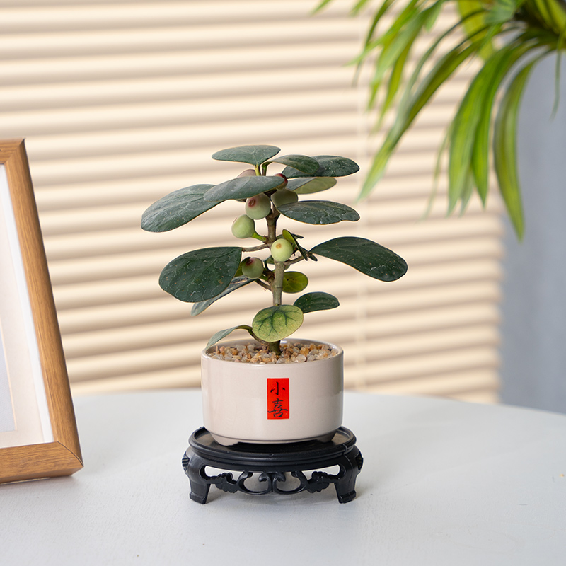 小盼菩提室内绿植花卉菩提树中式禅意桌面摆件饰物好养绿植盆景
