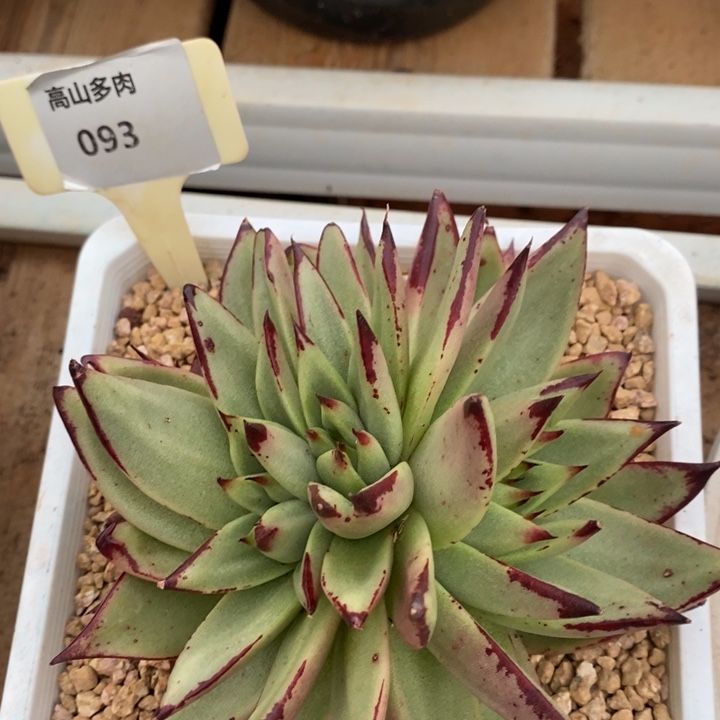 D093- 直播福利 乌木