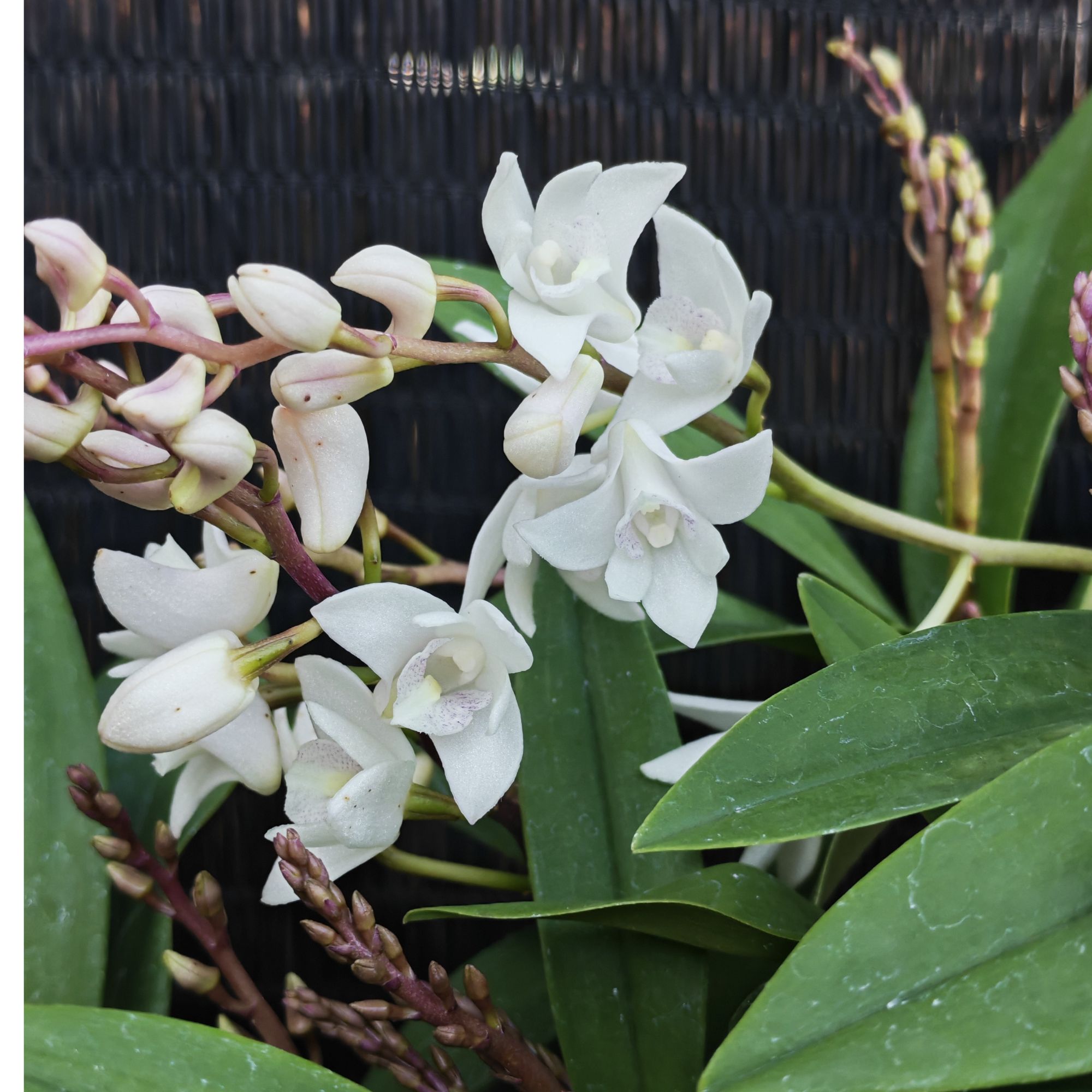 白雪公主香水石斛兰 盆栽兰花 石斛兰开花香 室内阳台养护 花期长