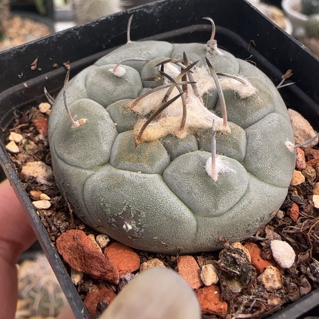 035实生冬云多肉4厘米