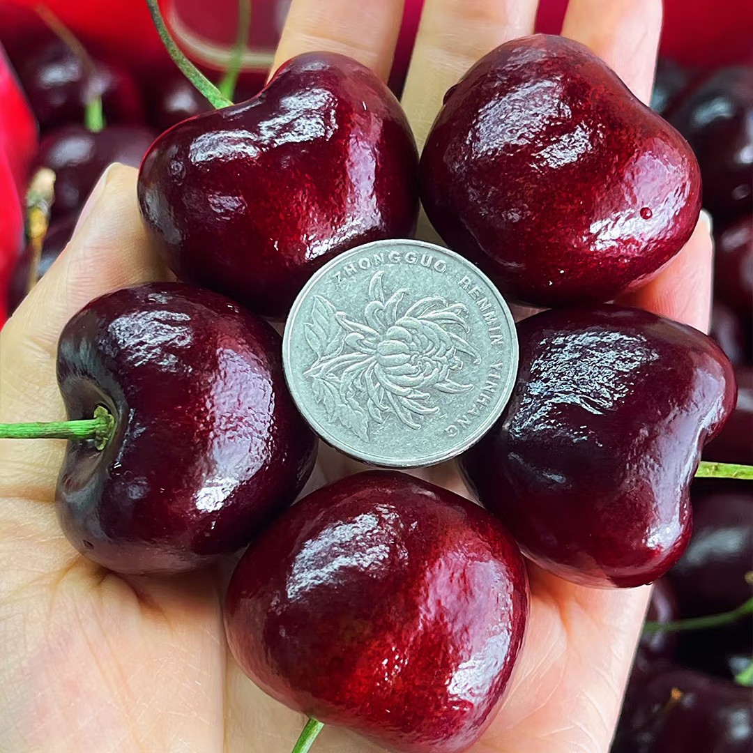 车厘子拉宾斯2JD 原装一盒5斤装