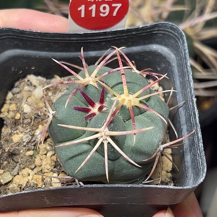 实生泰刺高木绯冠龙4.1cm