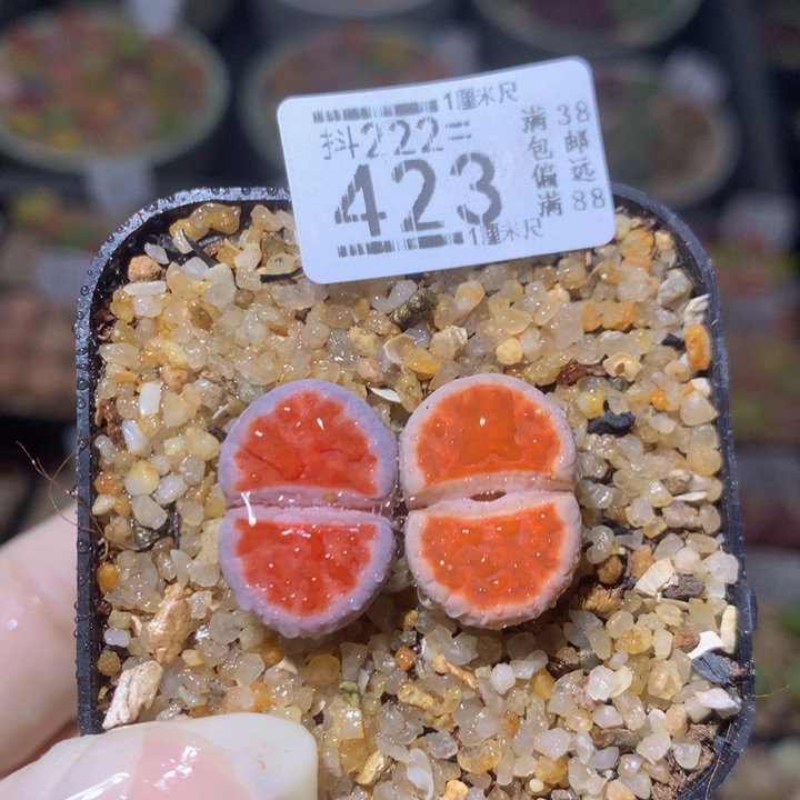  精品生石花222.423