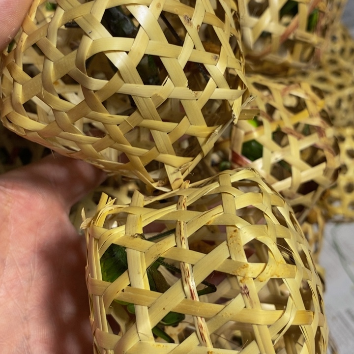 狼牙山野生山青绿蝈蝈2只