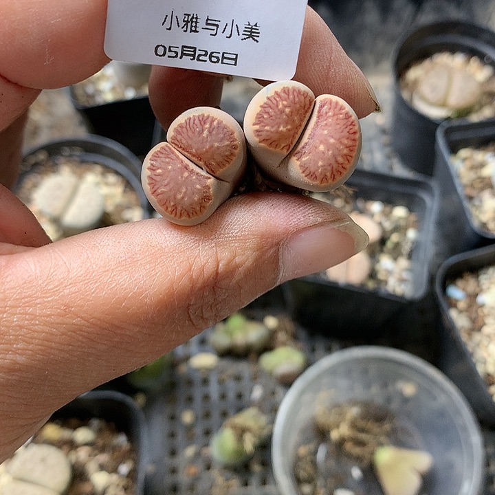 B629多肉植物保护研究所