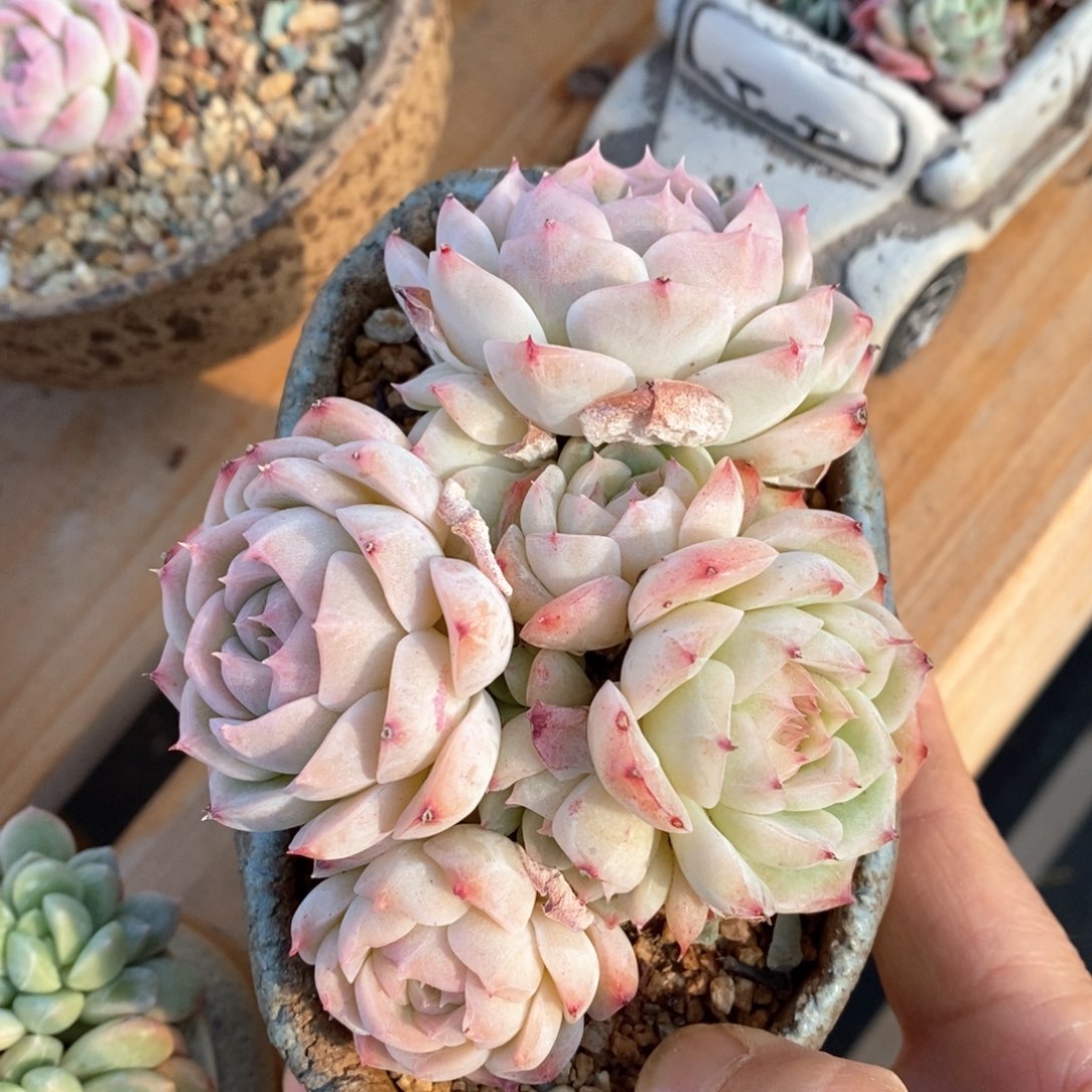 精品多肉一物一拍不包整170