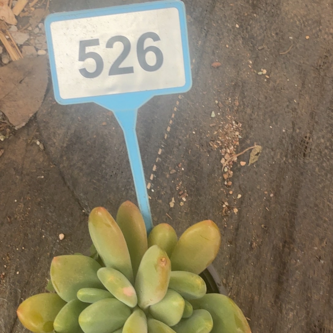 臣***下多肉植物漂亮双头526