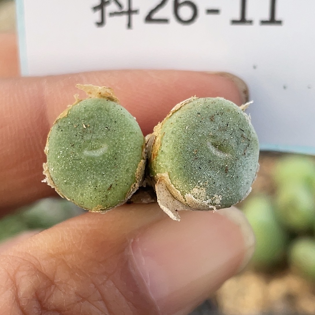 26-11毛钮扣多肉植物