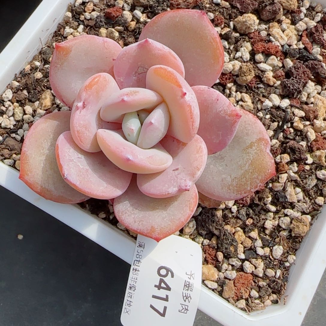 奶茶，6417多肉植物