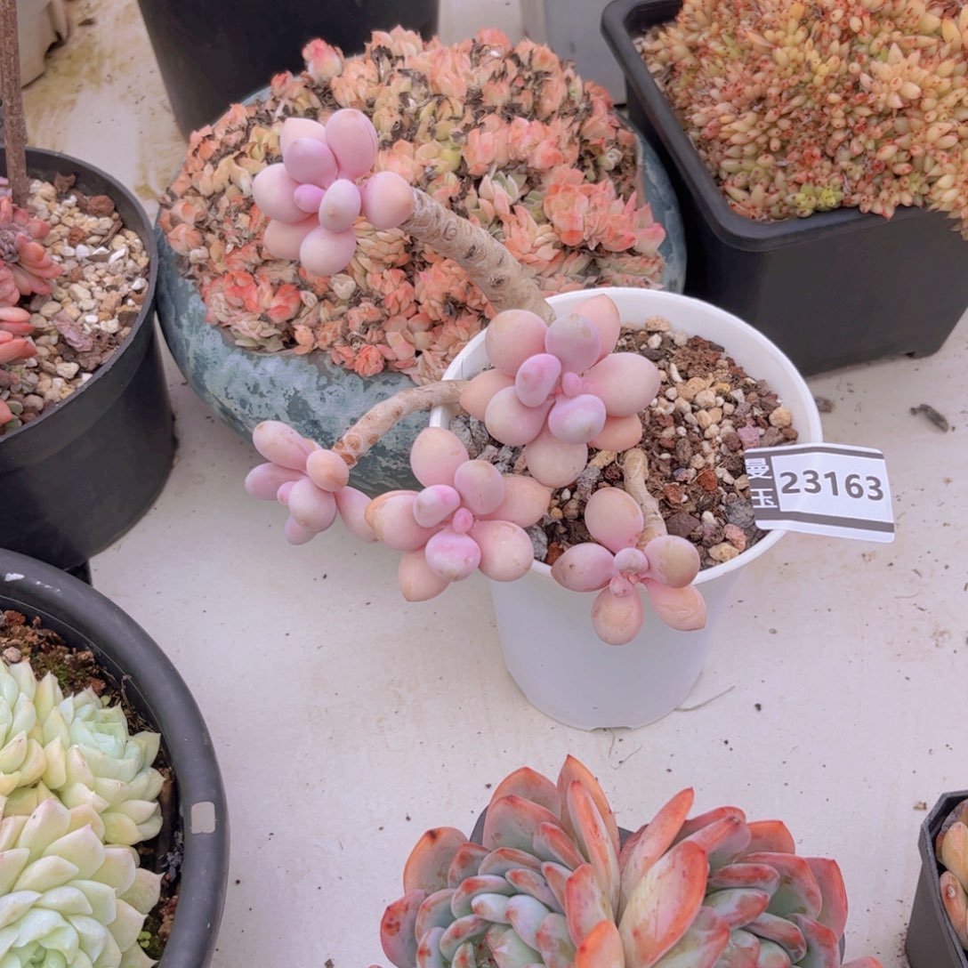 素***花桃蛋多肉植物23163