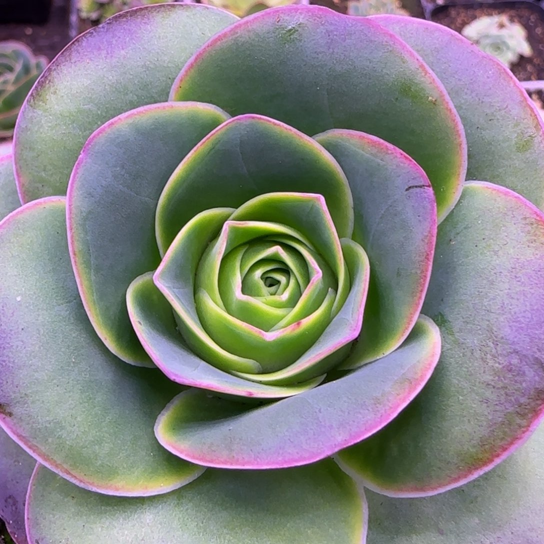 紫茱萸玫瑰8.5厘米44242454576868