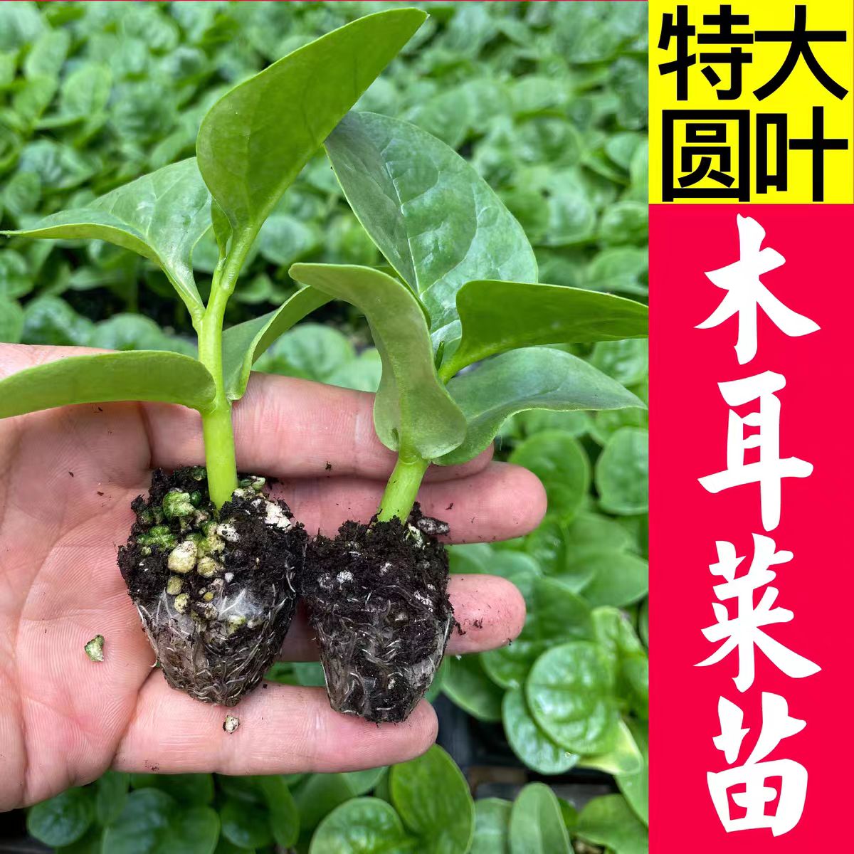 【木耳菜苗】大叶四季可种适合阳台盆栽高产高钙蔬菜苗