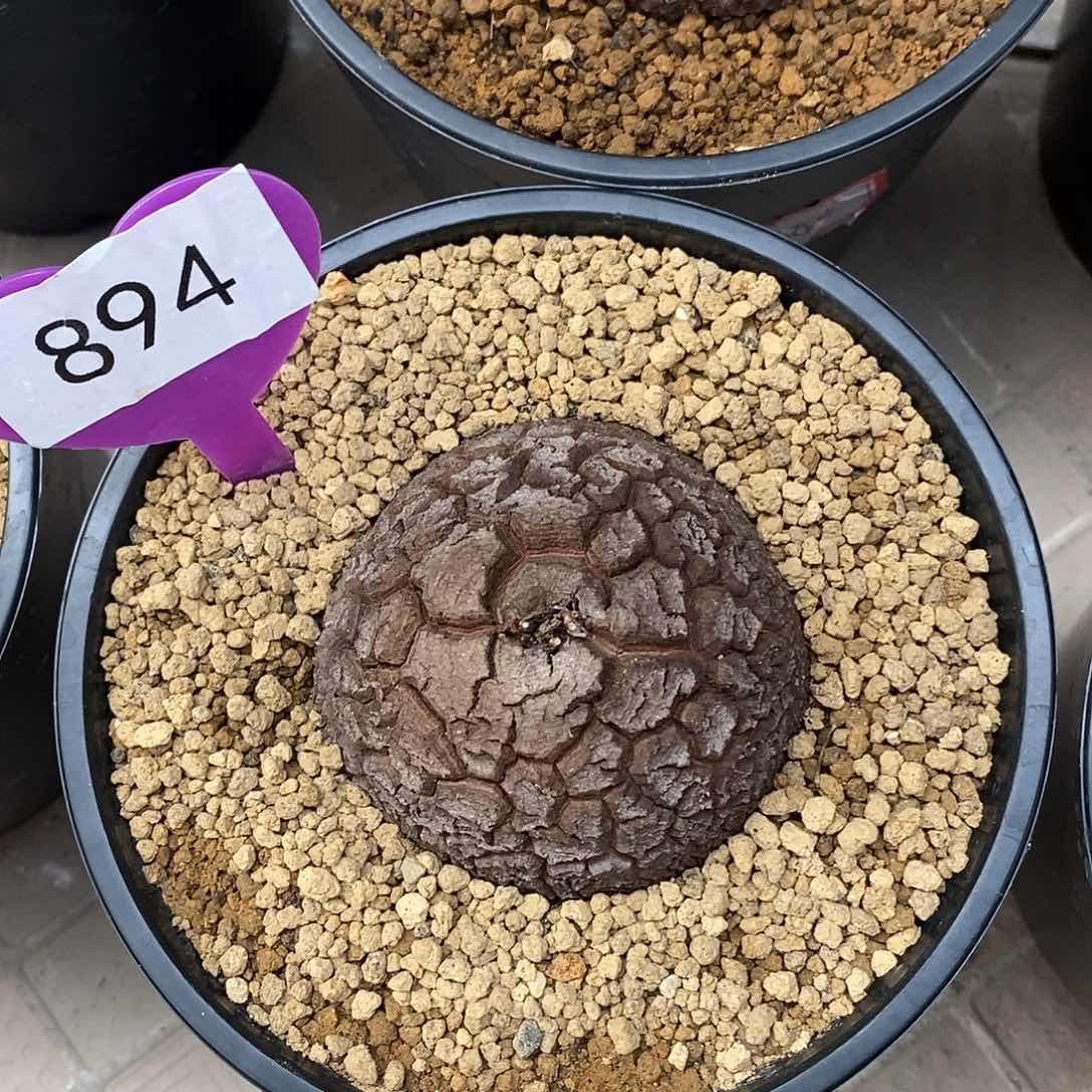 6.4 cm南非龟甲龙龟甲龙