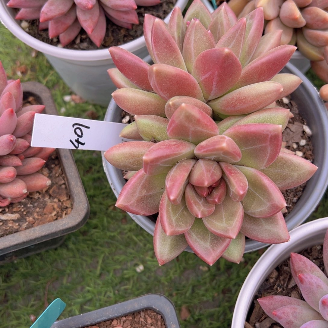 香玉的故事是一个人的