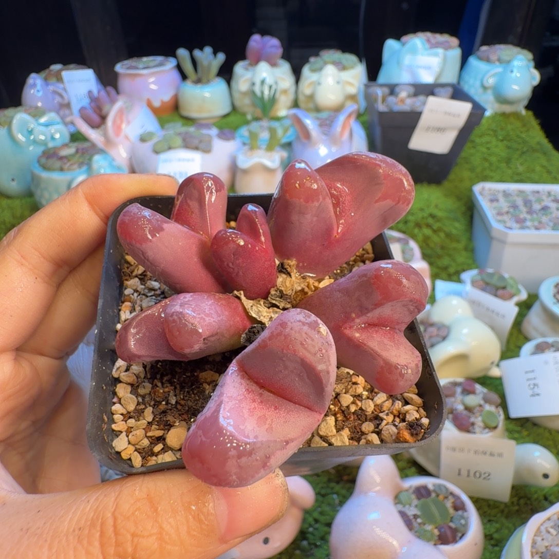 多肉植物福利冲1206