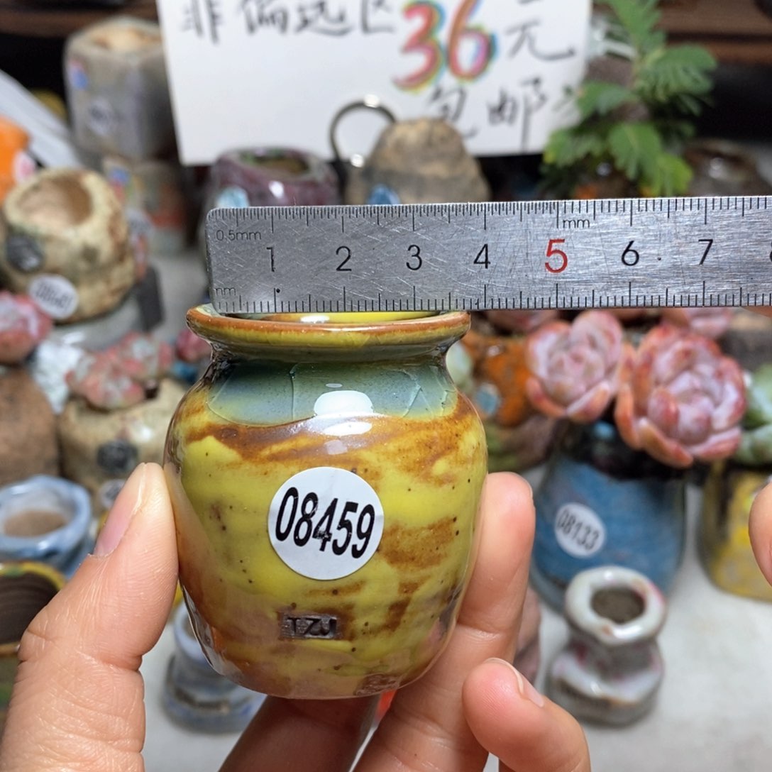 花盆拍5送一个小礼物