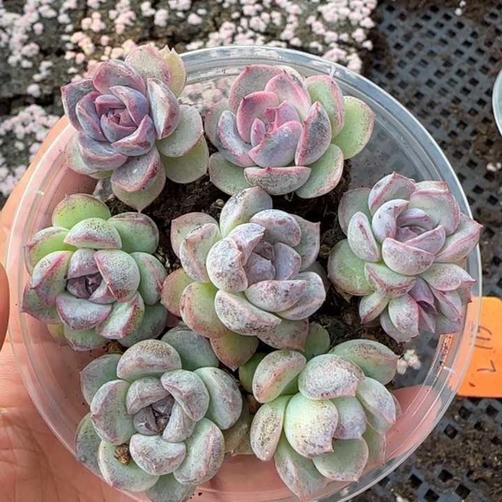 乌梅紫酱多肉一盒量拍