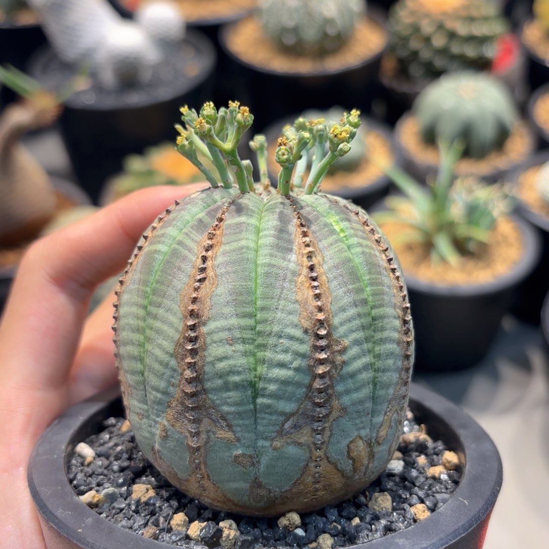 当前无花朵，栽培后可花朵欧系布纹球