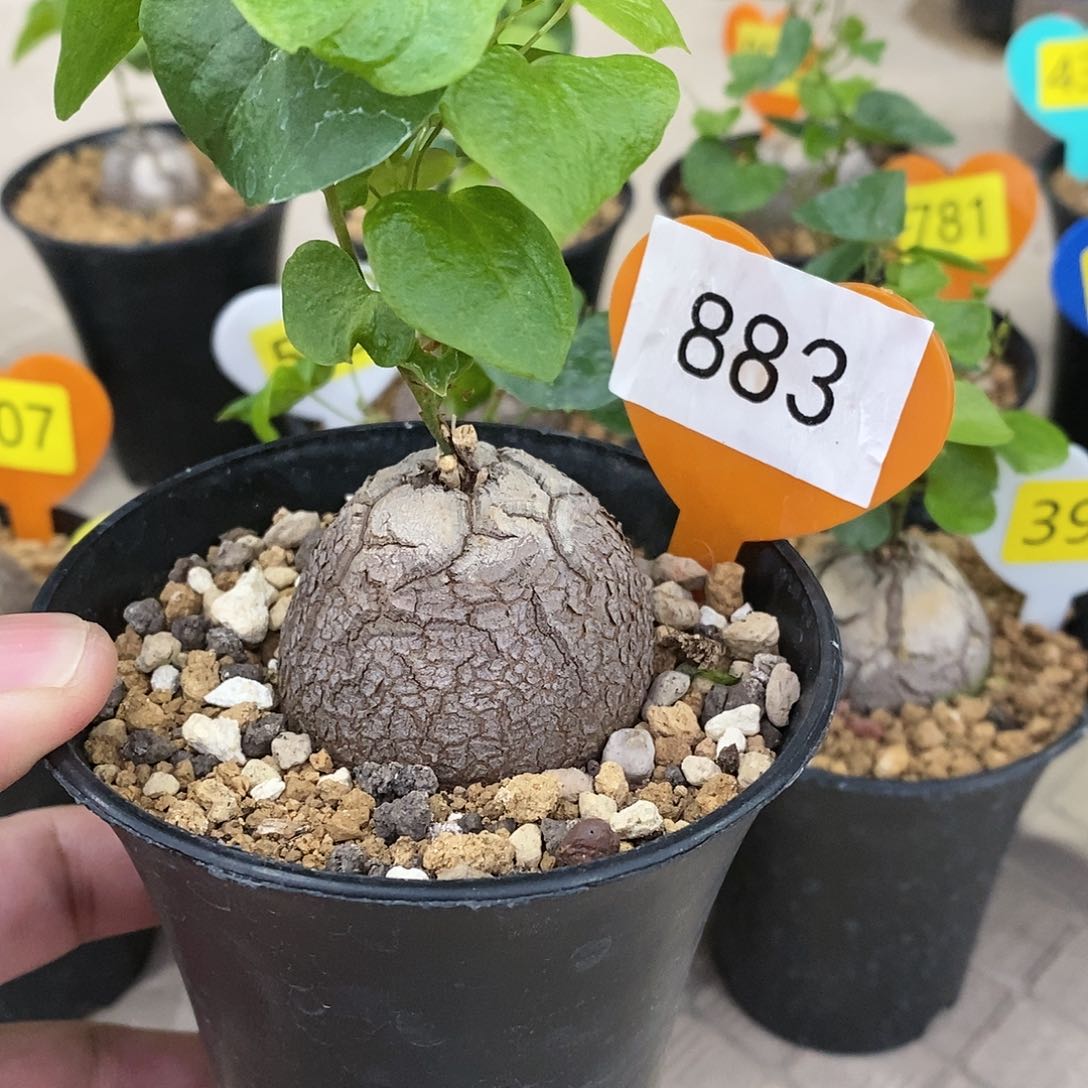 南非龟甲龙龟甲龙