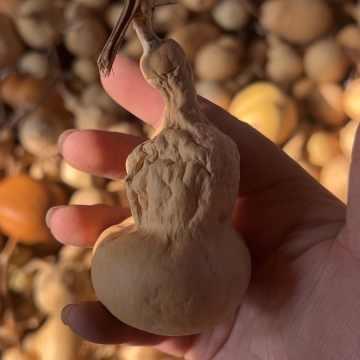 葫芦天然葫芦直播间