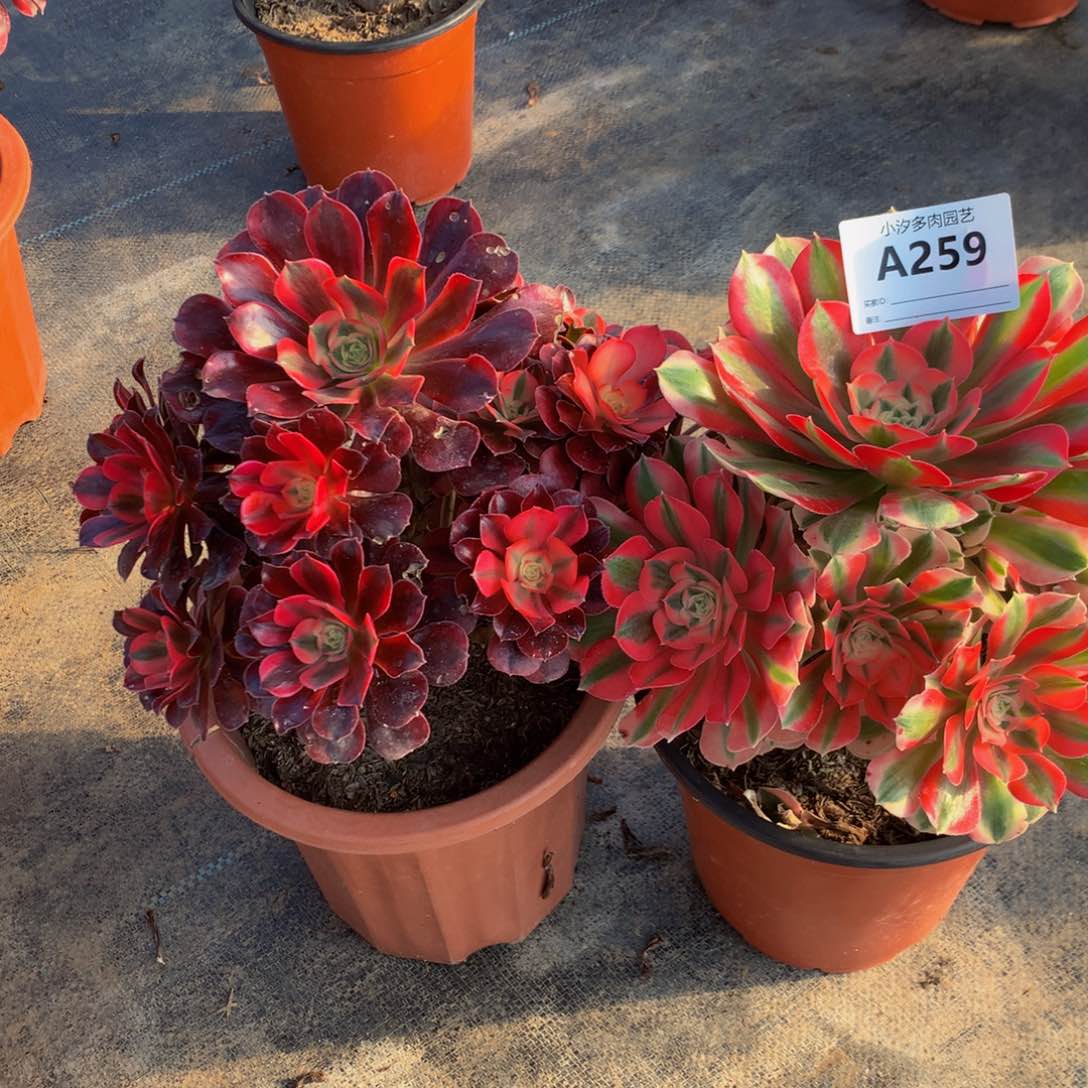 王*美杜莎。 粉女巫25900000