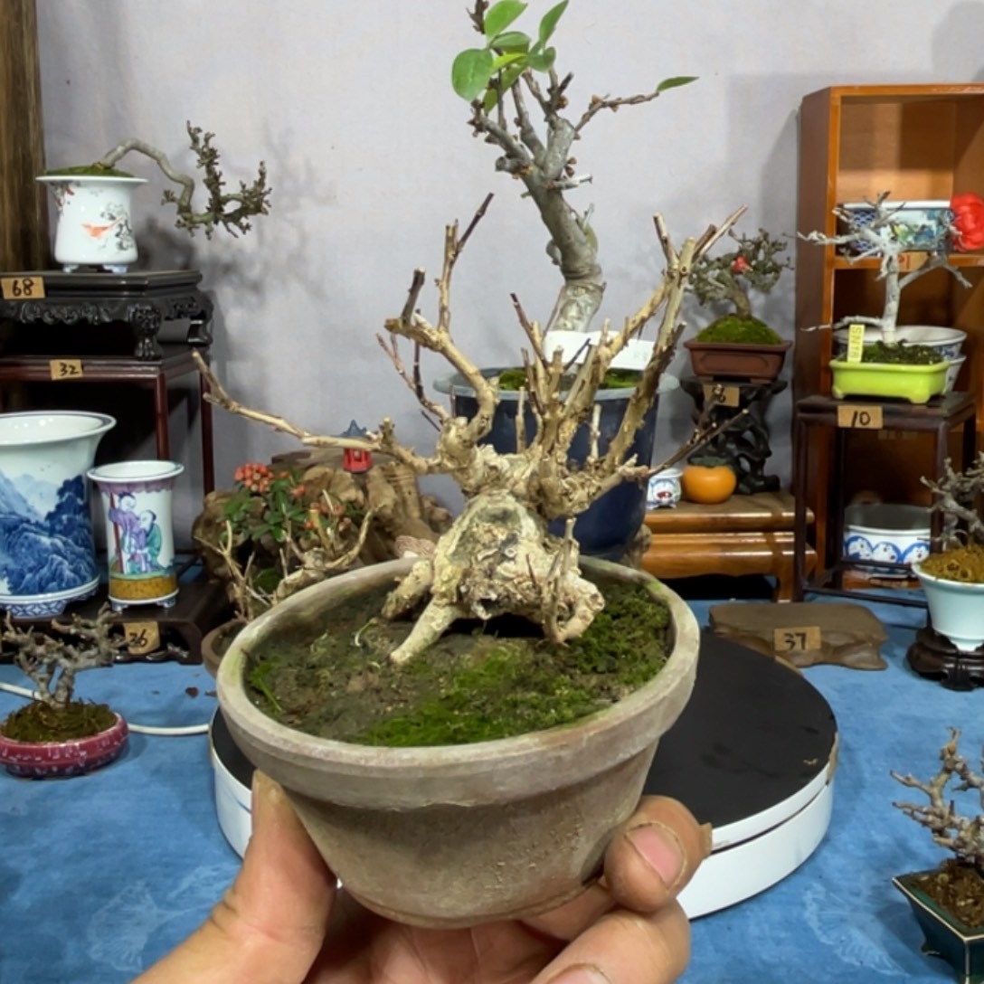 用***8无花朵石榴老桩盆景