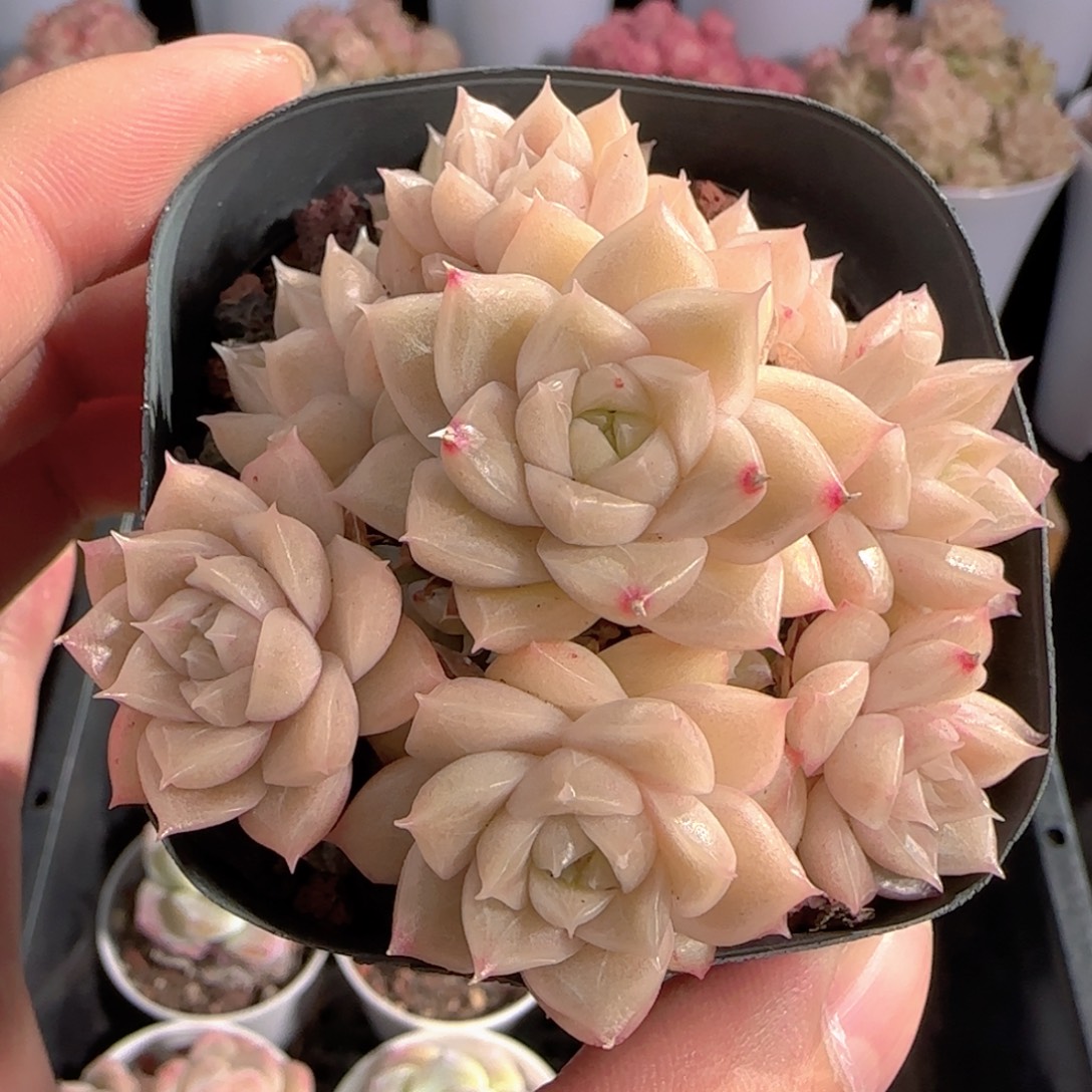 多肉0103-196包子麦秆群