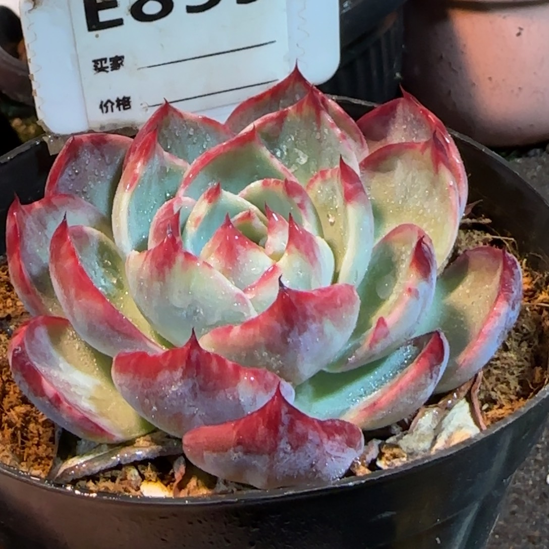 花脸惊鸿一物一拍包装收缩花旱859