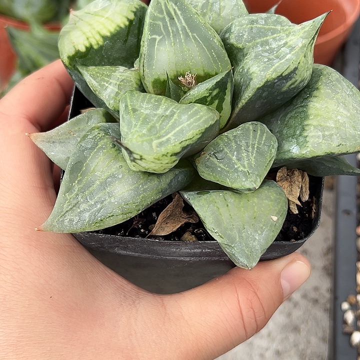 十二卷多肉裹斑若