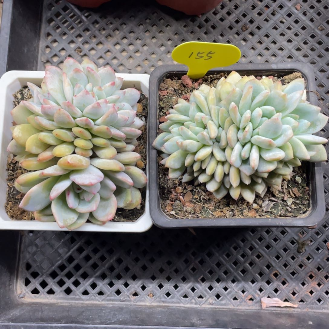 星影缀化两个一组155号