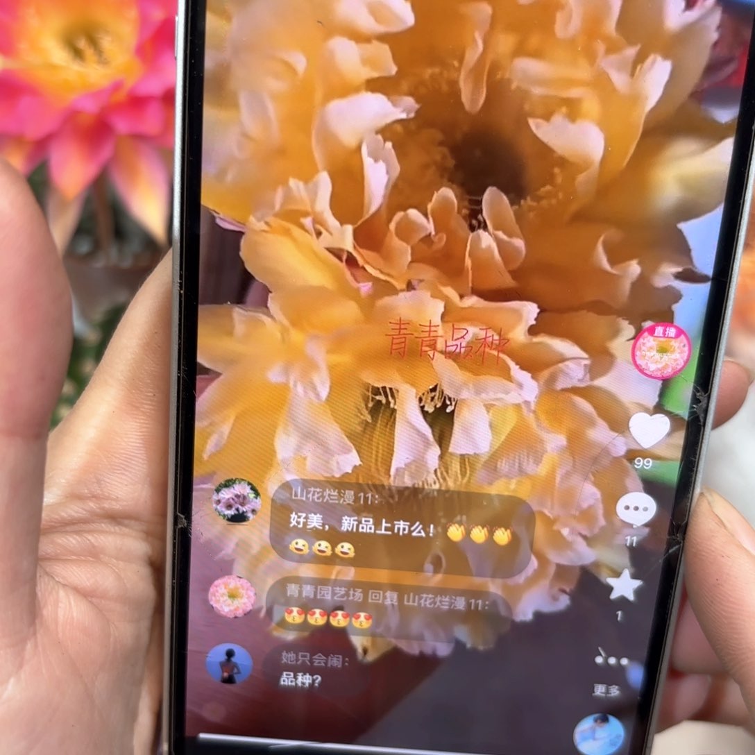 彩草黄金甲7公分左右