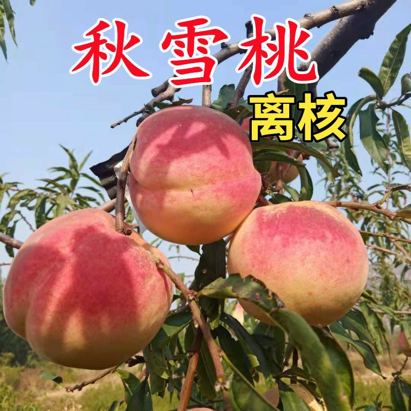 秋雪桃树苗（8月成熟）南方北方均可种植