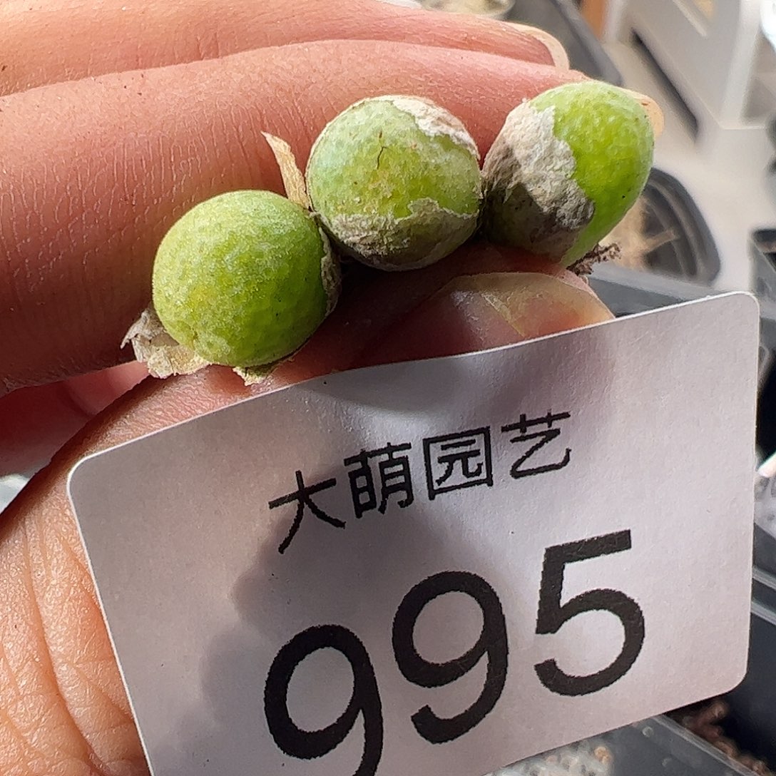 一物一拍。     有疤福利995